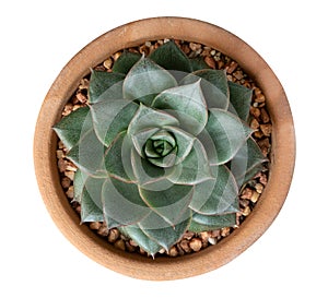 Succulent cactus flower tropical plant in pot top view isolated on white background, clipping path