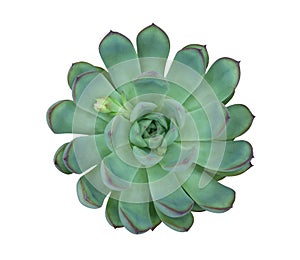 Succulent cactus flower tropical plant top view isolated on white background, clipping path