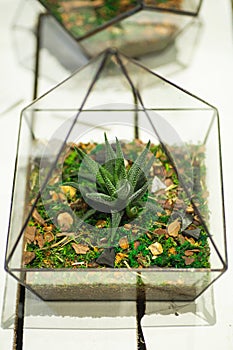 Succulent cactus in a glass plant terrarium. Growing plants and decorating the interior