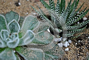 Succulent cactus green