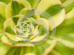 Succulente trame 