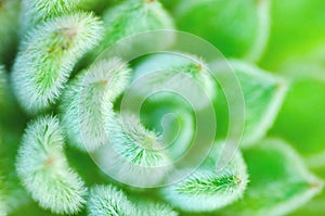 Succulent Cactus Plant detail In Garden. Green nature background