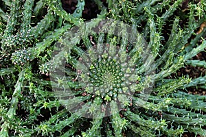 Succulent and cactus plants in desert botanical garden.