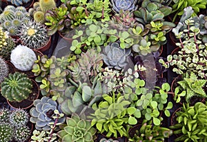 Succulent and cactus plants in desert botanical garden.Assorted decorative exotic succulents and cacti as a background for design.