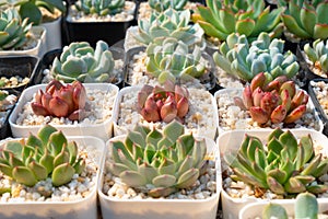 Succulent cactus plants in a pot selective focus