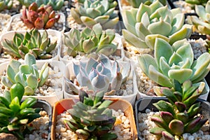 Succulent cactus plants in a pot selective focus