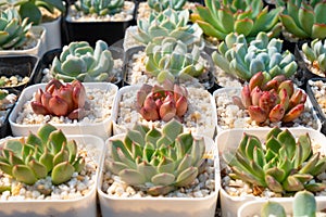 Succulent cactus plants  in a pot selective focus