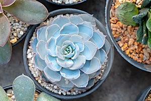 Succulent cactus plants in a pot selective focus top view