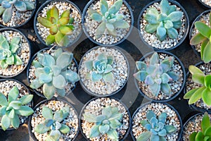 Succulent cactus plants in a pot selective focus top view
