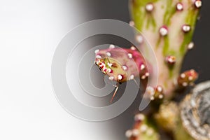 Succulent and cactus in pot