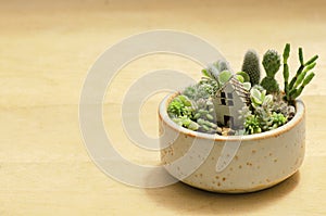 Succulent and cactus terrarium arrangement background
