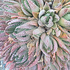 Succulent Cactus Up-close with thorny detail