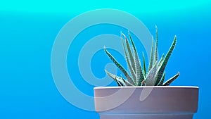 Succulent in a Clay Pot Isolated on a Blue Background