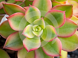 Succulent Close-up / Macro