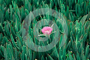 Succulent coastal plant Carpobrotus rossii or carcalla, growing on coastal dunes. Green background with a small pink