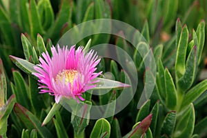 Succulent coastal plant Carpobrotus rossii or carcalla, growing on coastal dunes. Pink blooming flower on a green
