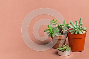 Succulent concept color background