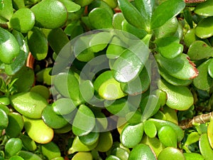 Succulent crassula photo
