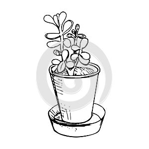 Succulent Crassula in a flower pot. Vector hand-drawn sketch of money tree, happiness or monkey tree, symbol of wealth in feng