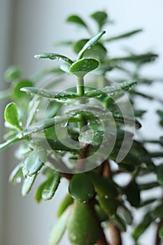 Succulent Crassula ovata, commonly known as jade plant, lucky plant, money plant or money tree plant in a pot on the windowsill.