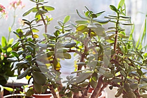 Succulent - crassula ovata jade plant, money plant with window background