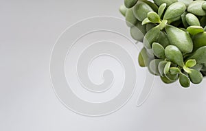 Succulent - crassula ovata - lat., jade plant, money plant background - image