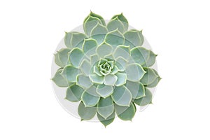 Succulent Draught Tolerant Plant, Echeveria Hybrid Isolated on White Background