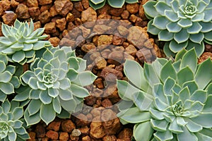 Succulent Draught Tolerant Plants, Echeveria Hybrid in Rocky Planting Bed