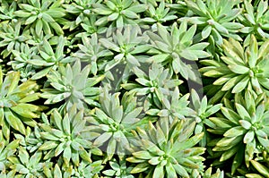 Succulent Echeveria