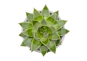 Succulent Echeveria agavoides pot plant isolated on white