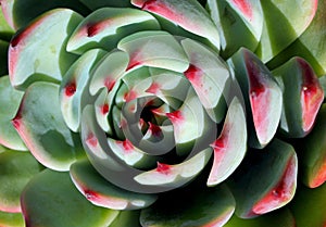 Succulent Echeveria chihuahuaensis