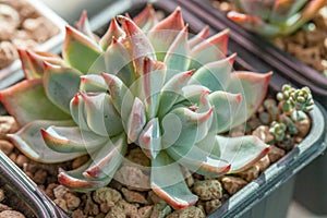 Succulent Echeveria Chihuahuaensis houseplants