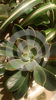 Succulent Echeveria Fenix with red lines photo