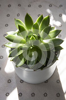 Succulent echeveria green plant top view, isolated with sun shine and shadows