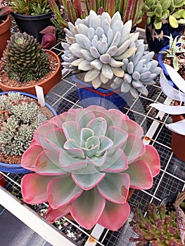 Succulent Echeveria and Pachyveria plants.