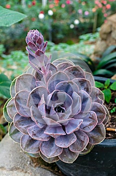 Succulent Echeveria `Perle Von Nurnberg` photo