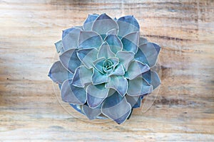 Succulent Echeveria Perle von NÃÂ¼rnberg photo