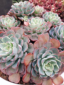 Succulent Echeveria plant