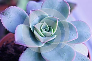 Succulent Echeveria plant growing on the window