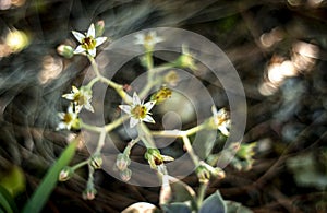 Succulent echeveria plants blooming, white cactus flower in the garden