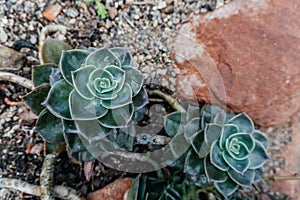 Succulent Echeveria Plants in Natural Setting