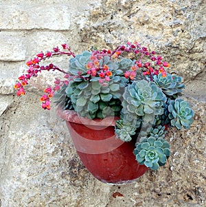 Succulent Echeveria pulidonis