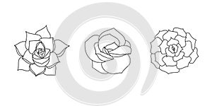 Succulent echeveria set - lovely rose, lilacina, purpusorum. Hand drawn plant in doodle style. Graphic sketch home