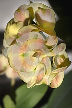 Succulent Euphorbia Crown of Thorns blooming pink flowers