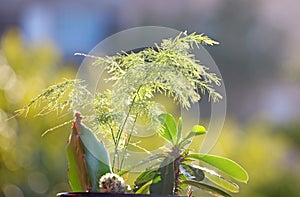 succulent euphorbia milii, asparagus leaves