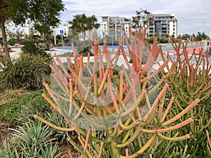 Succulent Euphorbia tirucalli