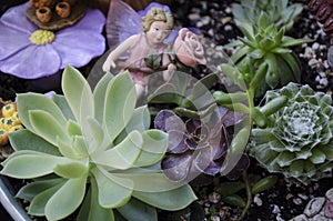 Succulent Fairy Garden