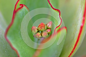 Succulent Flower