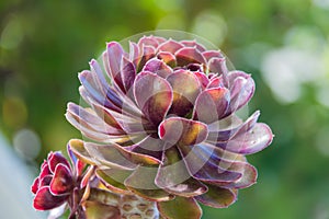 Succulent flower 2