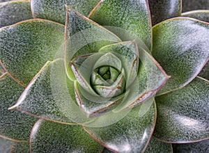 Succulent flower green close-up, top view, macro shot